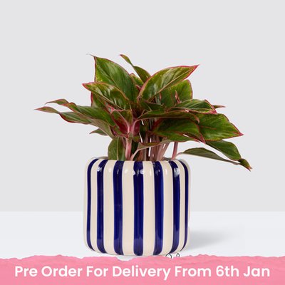 PATCH Aggie in Striped Blue Pot