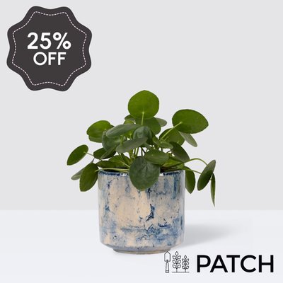 PATCH Penny in Fractured Blue Pot