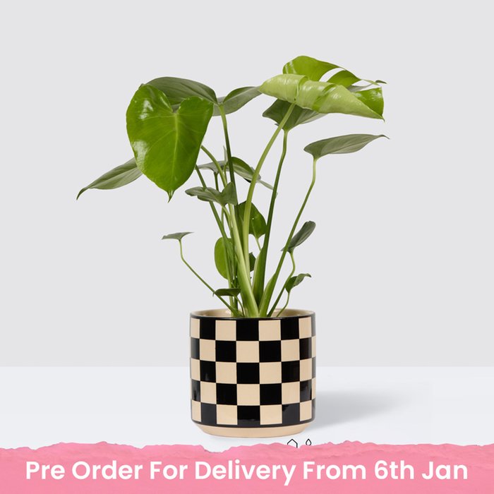 PATCH Chaz in Chess Black Pot