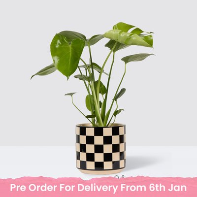 PATCH Chaz in Chess Black Pot