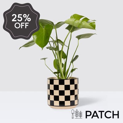 PATCH Chaz in Chess Black Pot