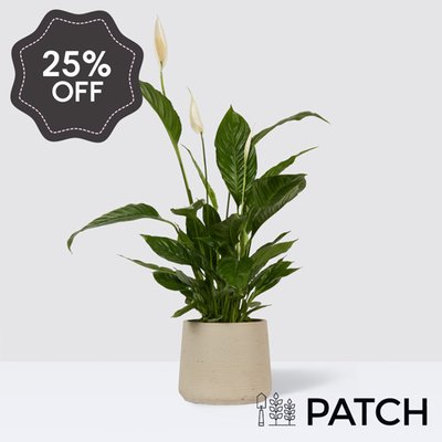 PATCH Pippa in Clay Grey Pot