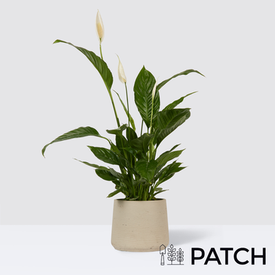 PATCH Pippa in Clay Grey Pot
