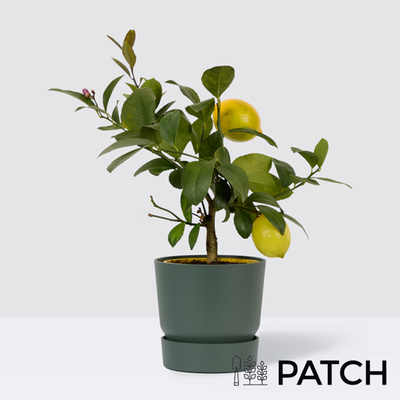PATCH Vivi in Reservoir Green pot