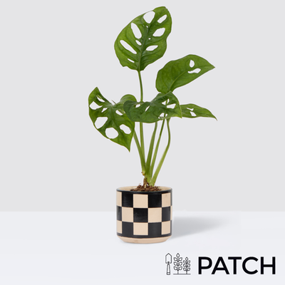 PATCH Mini Wallace in Chess Black Pot
