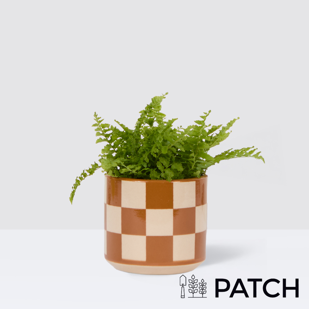 Patch Mini Bertie In Chess Brown Pot