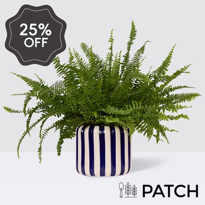 PATCH Bertie in Striped Blue Pot