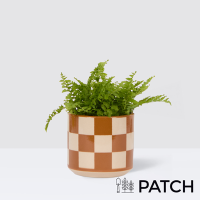 PATCH Mini Bertie in Chess Brown pot