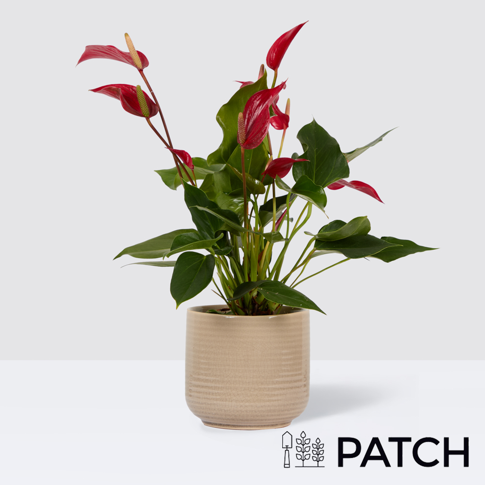 Patch Fleur In Ceramic Cream Pot