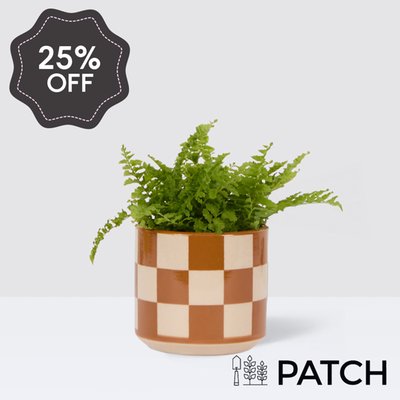 PATCH Mini Bertie in Chess Brown pot