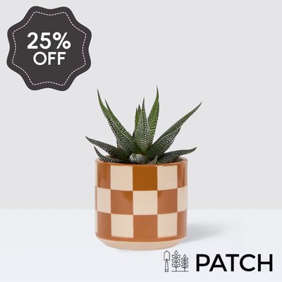 PATCH Mini Suri in Chess Brown pot