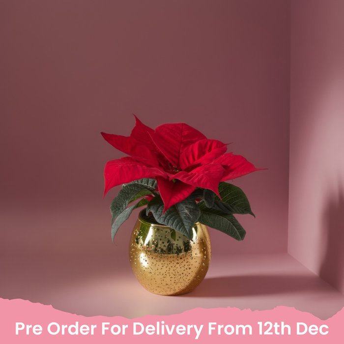 Red Poinsettia  & Gold Bauble Pot