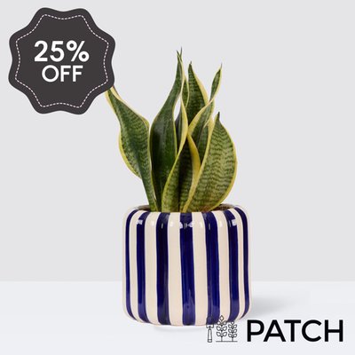 PATCH Susie in Striped Cobalt Pot
