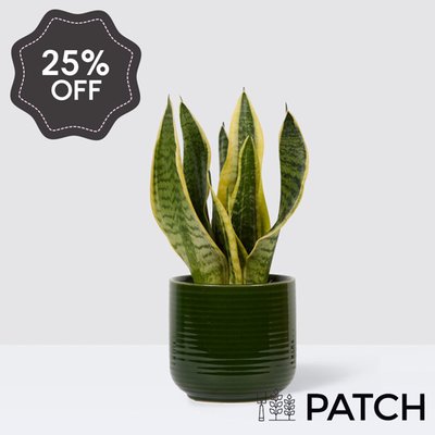 PATCH Sharon in Ceramic Green Glazed Pot