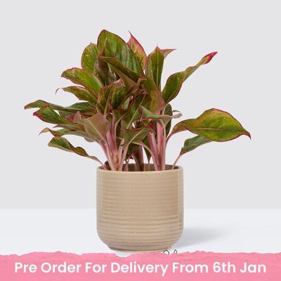 PATCH Aggie in Ceramic Glazed Cream Pot