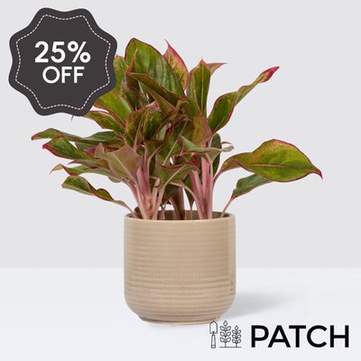 PATCH Aggie in Ceramic Glazed Cream Pot