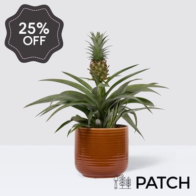 PATCH Pina in Ceramic Glazed Rust Pot