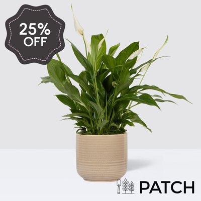 PATCH Pippa in Ceramic Glazed Cream Pot