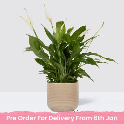 PATCH Pippa in Ceramic Glazed Cream Pot