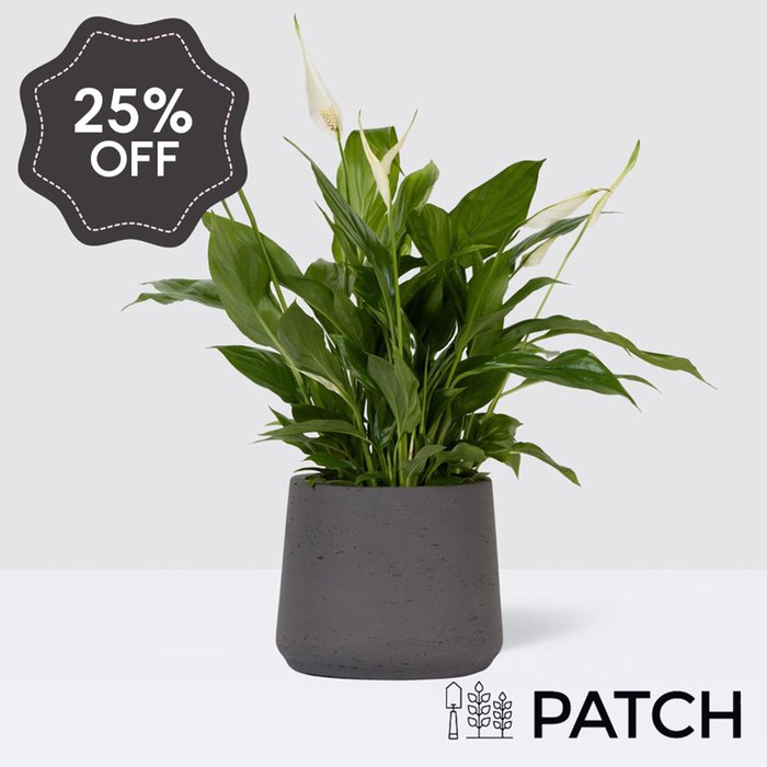 PATCH Pippa in Clay Charcoal Pot