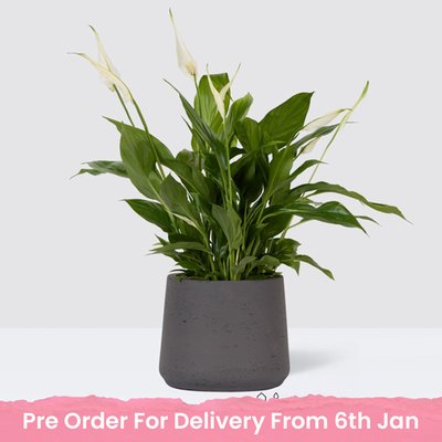 PATCH Pippa in Clay Charcoal Pot