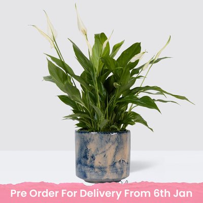 PATCH Pippa in Fractured Blue Pot