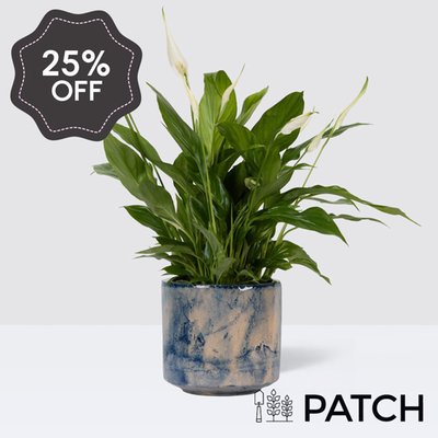 PATCH Pippa in Fractured Blue Pot