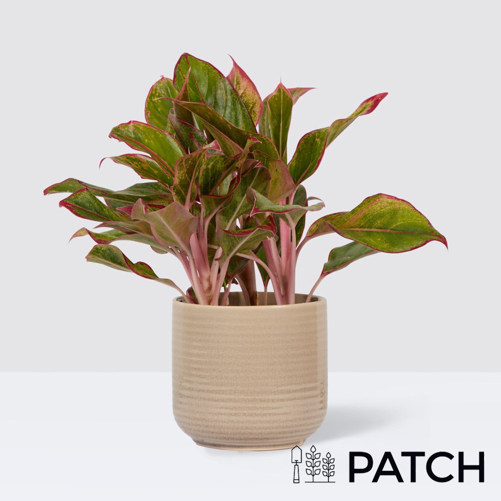 Patch Aggie In Ceramic Glazed Cream Pot
