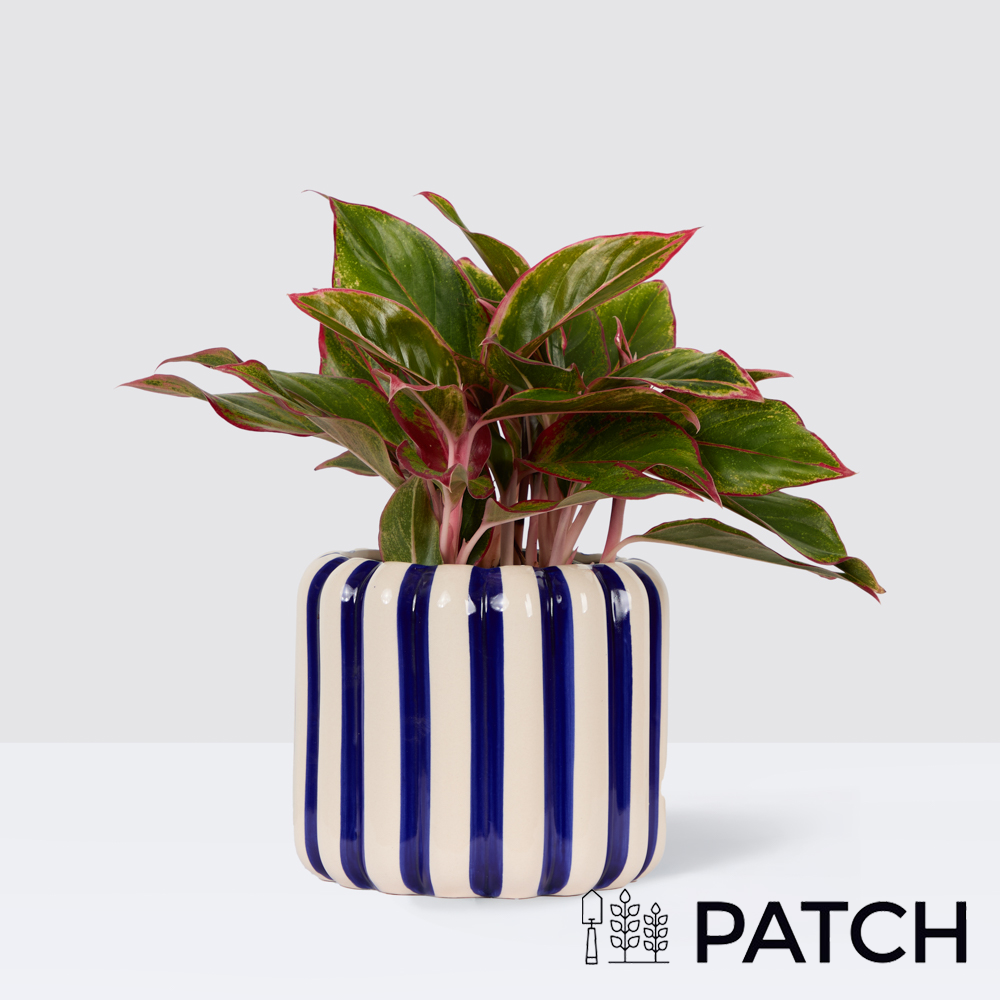 Patch Aggie In Striped Blue Pot