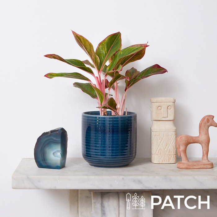 Patch 'Aggie' The Chinese Evergreen With Pot