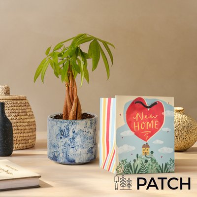 PATCH ‘Ariel' the Money Tree with Pot & New Home Gift Bag
