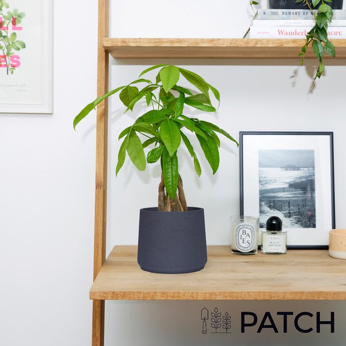 PATCH 'Ariel' The Money Tree with a Pot