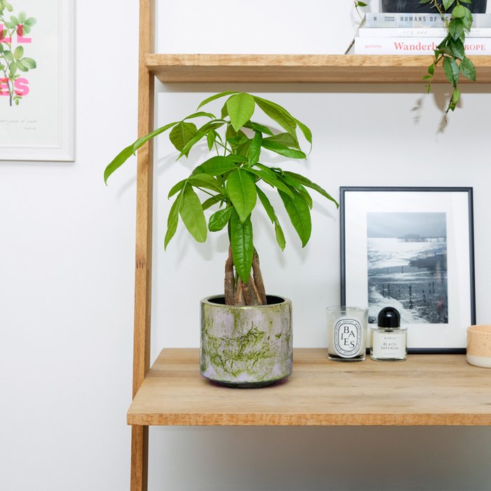 PATCH 'Ariel' The Money Tree with a Green Fractured Pot