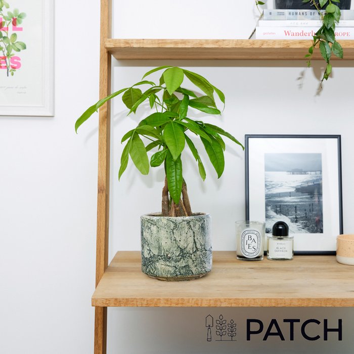 PATCH 'Ariel' The Money Tree with a Green Fractured Pot