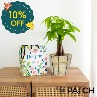 PATCH ‘Ariel' the Money Tree with Pot with New Home Gift Bag