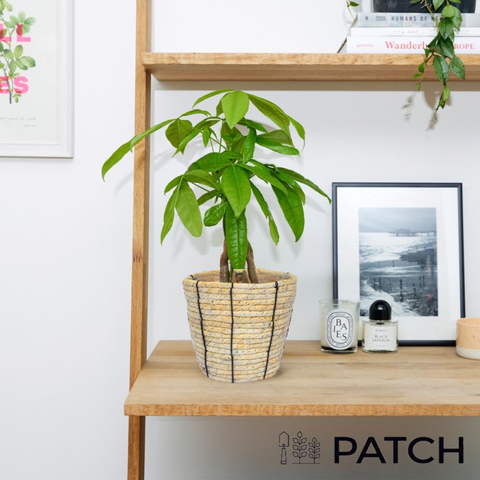 PATCH 'Ariel' The Money Tree with Rope Basket