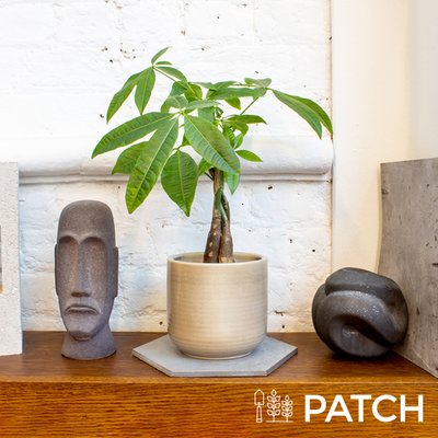 PATCH 'Ariel' The Money Tree with a Pot
