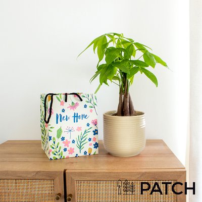 PATCH ‘Ariel' the Money Tree with Pot with New Home Gift Bag