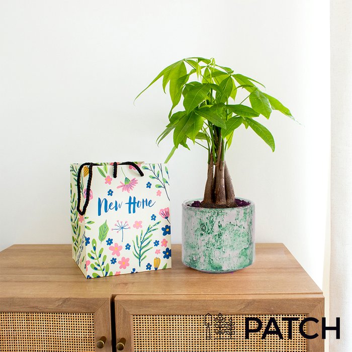 PATCH ‘Ariel' the Money Tree with Pot with New Home Gift Bag