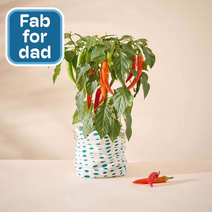 Father's Day Chili Plant in Green Dotty Bag