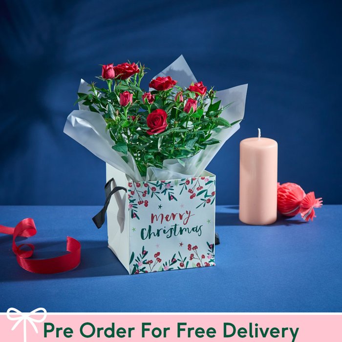 The Christmas Rose Plant Gift Bag