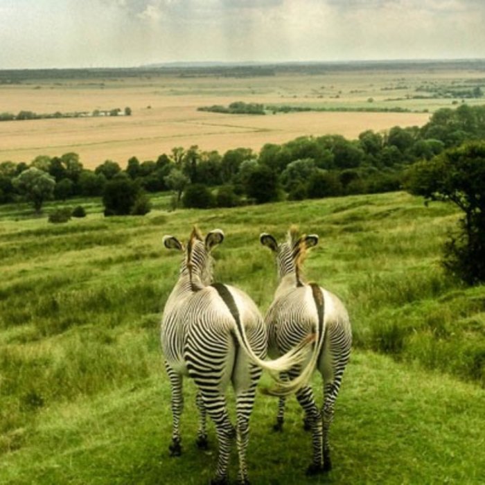 Digital Animal Adoption with Entry to Port Lympne Reserve and Truck Safari for Two Adults