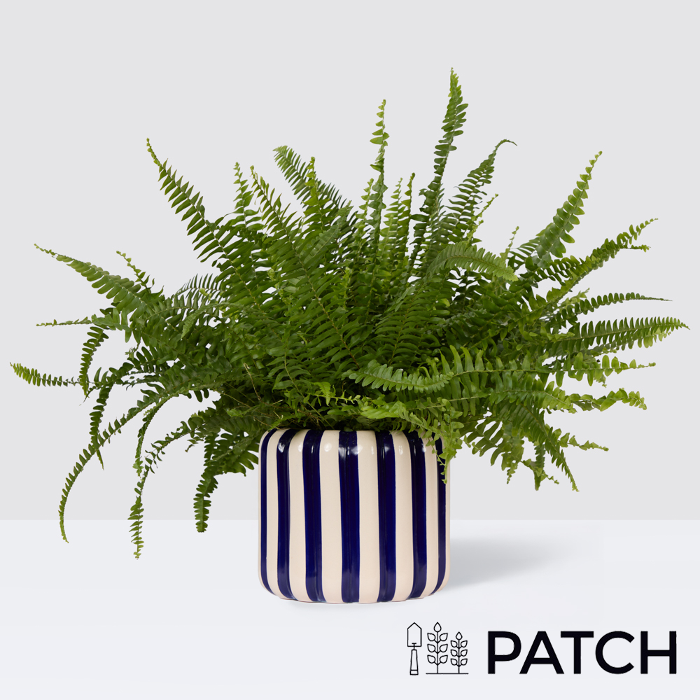 Patch Bertie In Striped Blue Pot