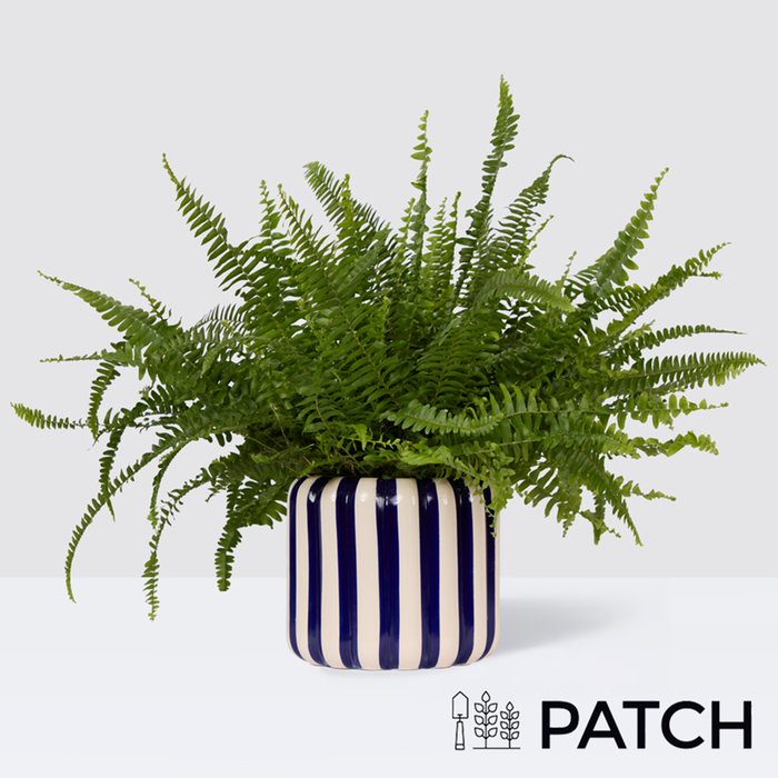 PATCH Bertie in Striped Blue Pot
