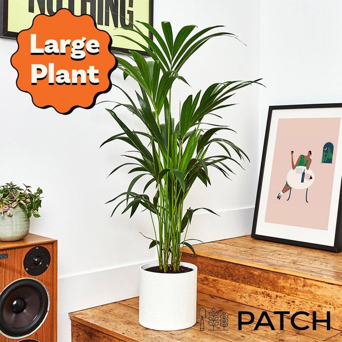 PATCH 'Big Ken' the Kentia Palm with Pot