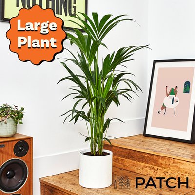 PATCH 'Big Ken' the Kentia Palm with Pot