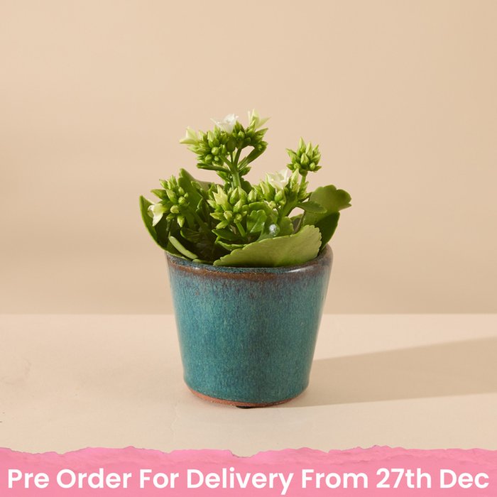 Kalanchoe in Blue Pot