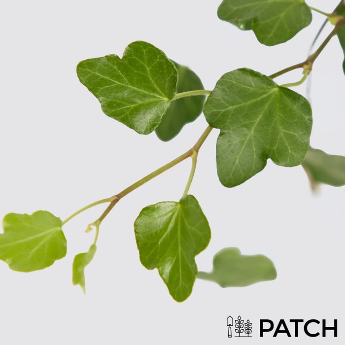 PATCH Ivy in Reservoir Pot
