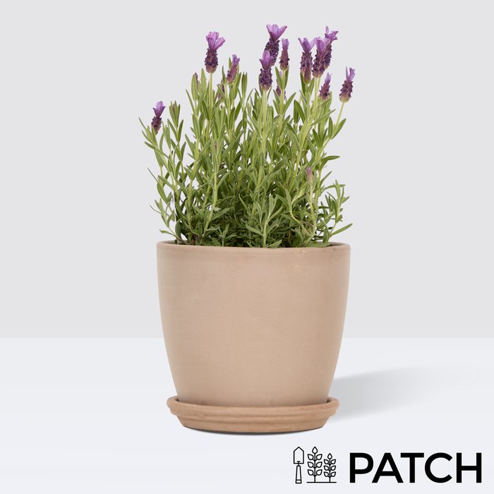 PATCH Laurens in Terracotta Egg Pot