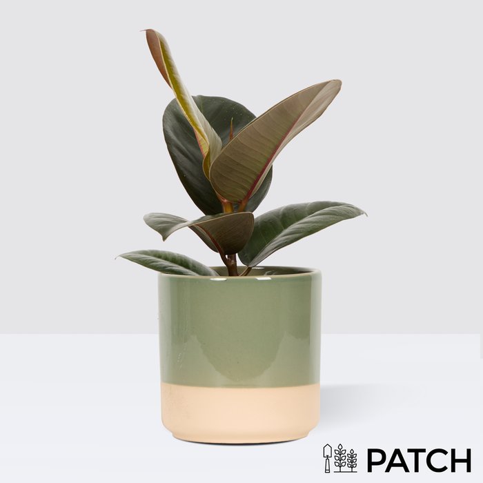 PATCH Robin in Olive Dipped Tumbler Pot